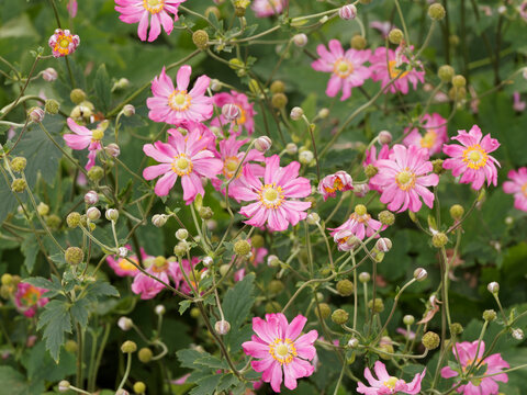 Pamina Japanese Anemone or eriocapitella hupehensis. Wide pink to rose-carmine semi-doubles flowers with yellow pompon-like stamens on long stems