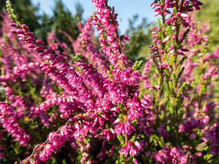Macro of beautiful reddish - purple flowers of Calluna vulgaris 'Carmen' in bright sunlight in the garden in autumn. Floral background