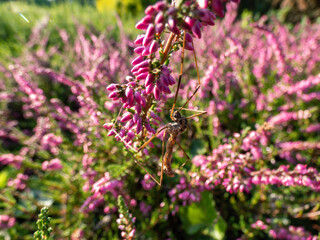 Obraz premium Macro of beautiful reddish - purple flowers of Calluna vulgaris 'Carmen' in bright sunlight in the garden in autumn. Floral background