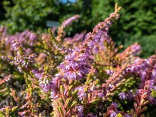 Obraz premium Macro of Calluna vulgaris 'Dart's Flamboyant' with bronze-yellow foliage flowering with mauve flowers in summer and early autumn. Floral background