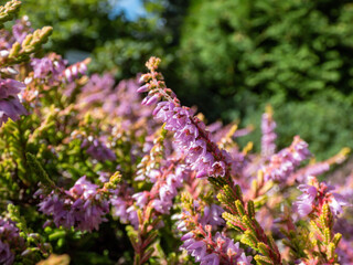 Macro of Calluna vulgaris 'Dart's Flamboyant' with bronze-yellow foliage flowering with mauve flowers in summer and early autumn. Floral background