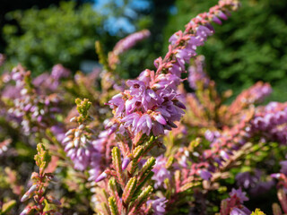 Macro of Calluna vulgaris 'Dart's Flamboyant' with bronze-yellow foliage flowering with mauve...