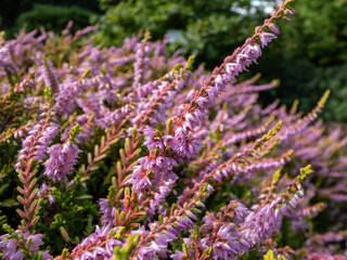 Macro of Calluna vulgaris 'Dart's Flamboyant' with bronze-yellow foliage flowering with mauve flowers in summer and early autumn. Floral background