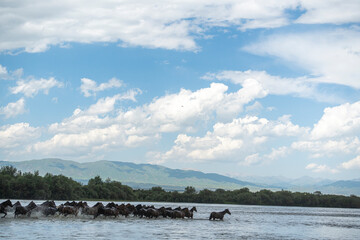 horses running in the river