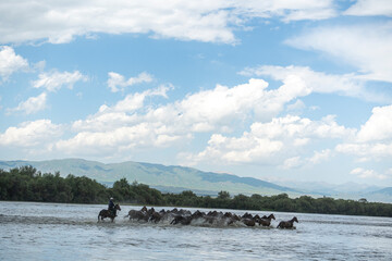 horses running in the river