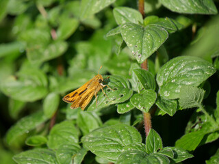 fiery skipper butterfly on leaf