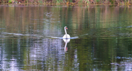 The swan swims through the green water at high speed
