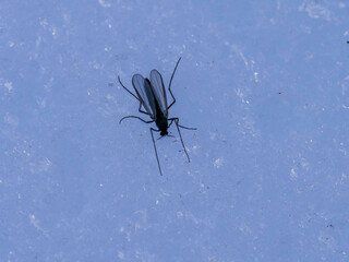 Snow midge in the snow