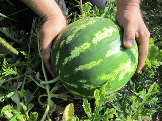       Watermelon in a vegitable garden        