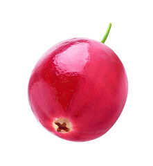 One isolated cranberry fruit