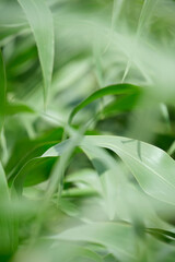 Fototapeta na wymiar Abstract blurred background of green corn foliage.