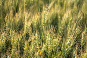 wheat grain