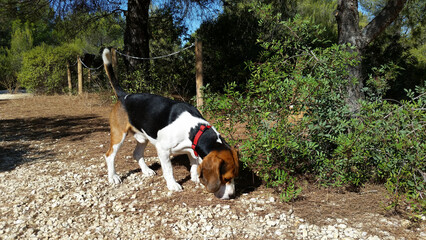 beagol