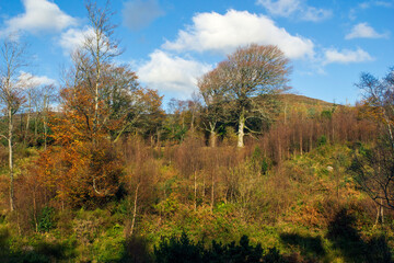 Fototapeta premium Autumn landscape in a sunny day
