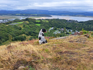 Hill with a view , spaniel dog sits enjoying the view over estuary in Porthmadog Wales after hiking up the hill with her owner on a summers day .