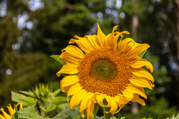closeup of a sunflower against a diffused background