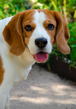 portrait dog breed beagle close-up