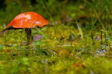Mushrooms on the forest floor in the autumn forest