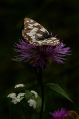 Melanargia galathea. Marble white butterfly on a black background