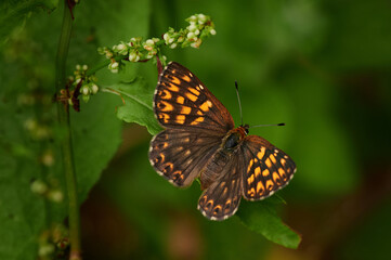Fototapeta na wymiar Hamearis lucina, the Duke of Burgundy, butterfly close-up ona green background