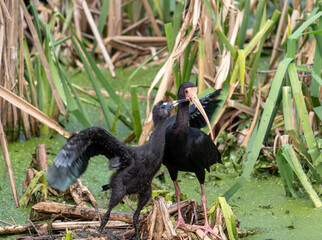 Photograph of a Bare-faced ibis, found in Canoas, Rio Grande do Sul, Brazil.