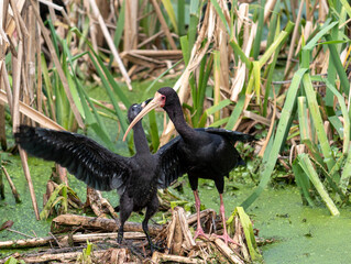 Photograph of a Bare-faced ibis, found in Canoas, Rio Grande do Sul, Brazil.