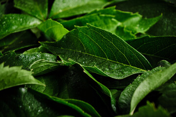 Abstract natural background wall of green foliage.