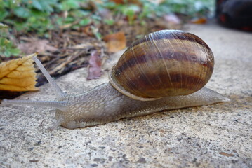 Large snail in Oregon crossing over concrete