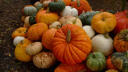 A group of Autumn gourds decoration