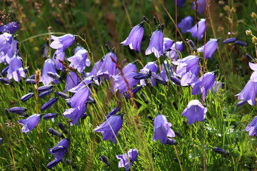 Niebieskie dzwonki kwiatki w górach Sudetach w lato.