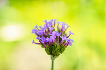 Closeup of pink purple flower under sunlight with copy space using as background natural plants landscape, ecology wallpaper cover page concept.