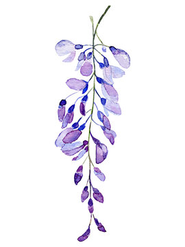 Watercolor wisteria flowers.