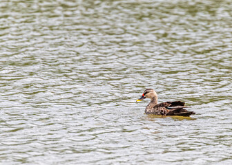 A Spot belled Duck swimming in a pond