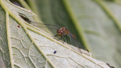 Libelle auf Zucchini-Blatt