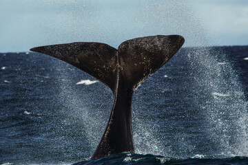 cola de ballena franca austral 