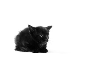 Black cat shows kitten isolated on white background with copy space for Halloween holiday animal.