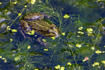 Frosch im Wasser