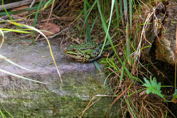 Frosch auf Treppenstufe
