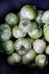 Beautiful green tomatoes in a black bucket in the afternoon on a gray background. Harvesting green tomatoes in the summer garden.