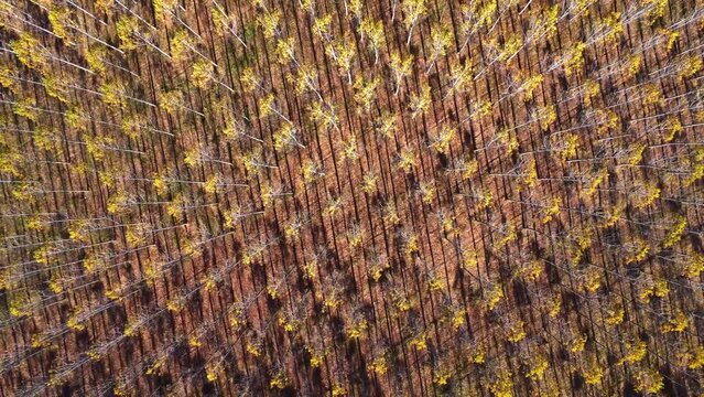 Scenic drone view of rows of trees growing in countryside in sunlight