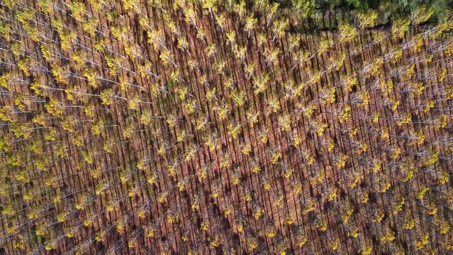Scenic drone view of rows of trees growing in countryside in sunlight