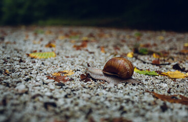 Image - Snail shell on the soil in forest.  Close up photo of Helix Pomatia snail in forest with shell protection.