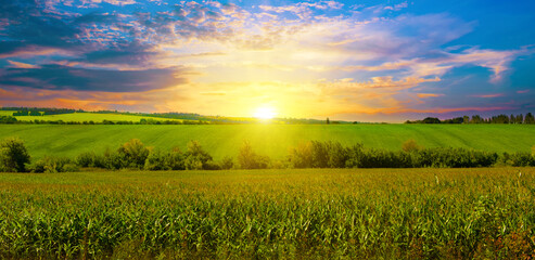 Corn field and beautiful sunset. Wide photo.