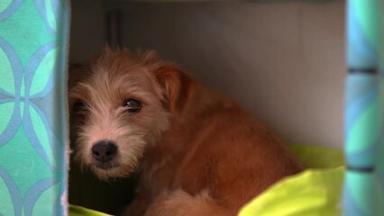 Lonely mongrel dog with sad kind eyes in animal shelter, abandoned pet lost home and family, portrait of small street puppy in cage. Neglected domestic animals, cruelty and abuse against pets