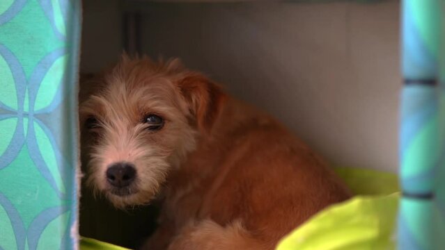 Lonely mongrel dog with sad kind eyes in animal shelter, abandoned pet lost home and family, portrait of small street puppy in cage. Neglected domestic animals, cruelty and abuse against pets