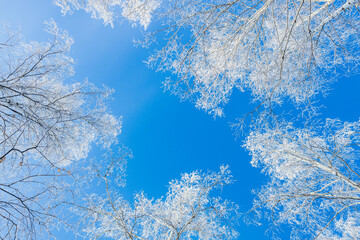 winter forest tree crowns in hoarfrost, blue sky and white trees