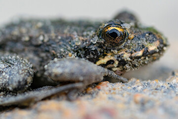 Macro photo frog with the beautiful yellow eyes.