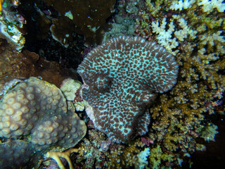 Unusual inhabitants of the sea in the expanses of the coral reef of the Red Sea, Hurghada, Egypt