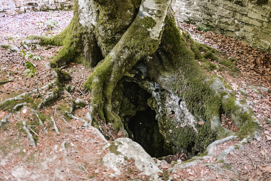 Mossy tree growing near hole