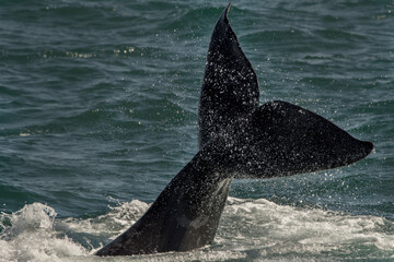 whale in the sea